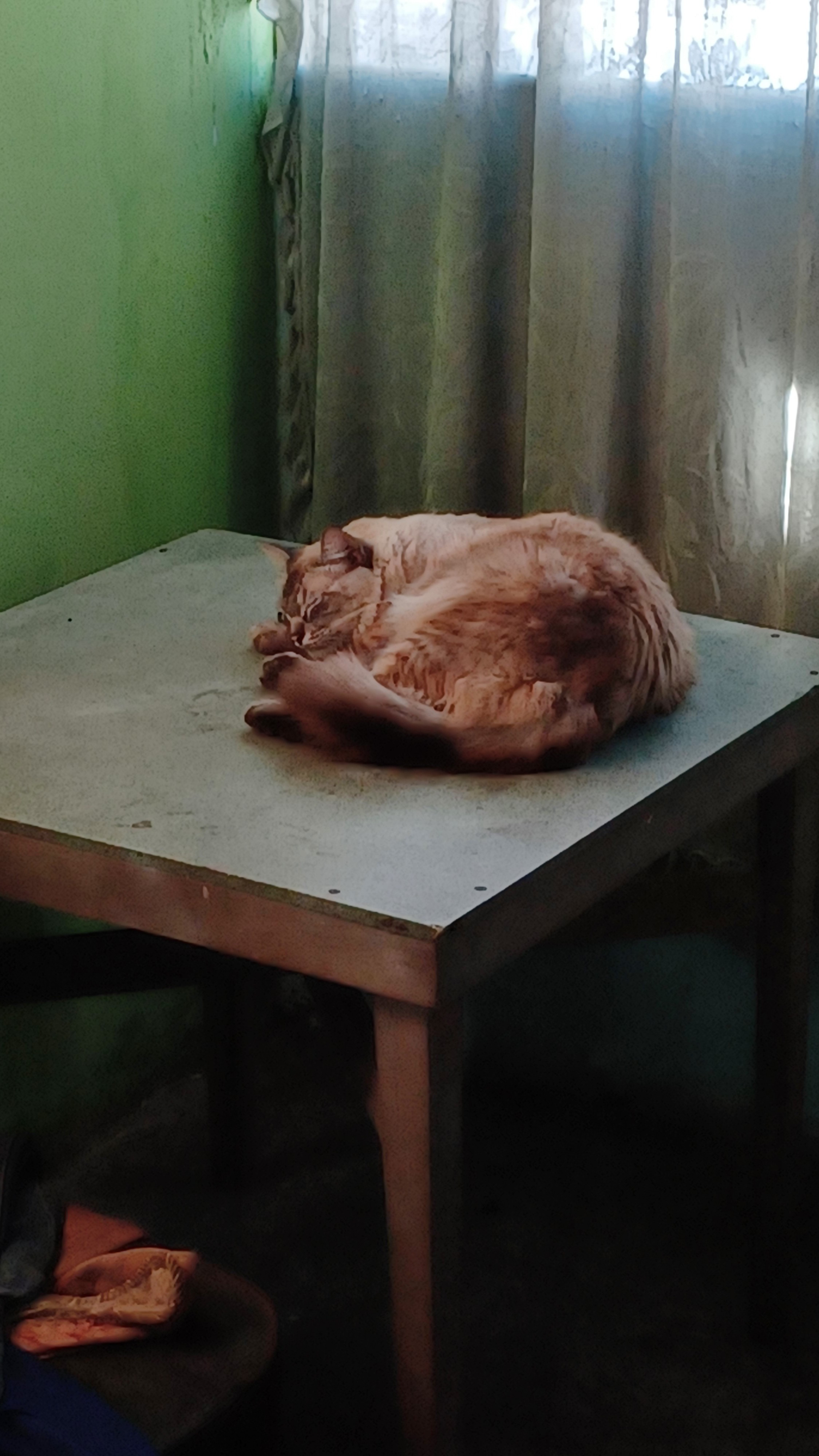 Imagen del post mi gato